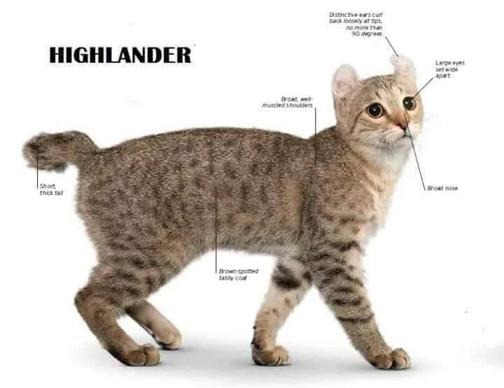 Cat Rumble - Cat Rumble added a new photo.