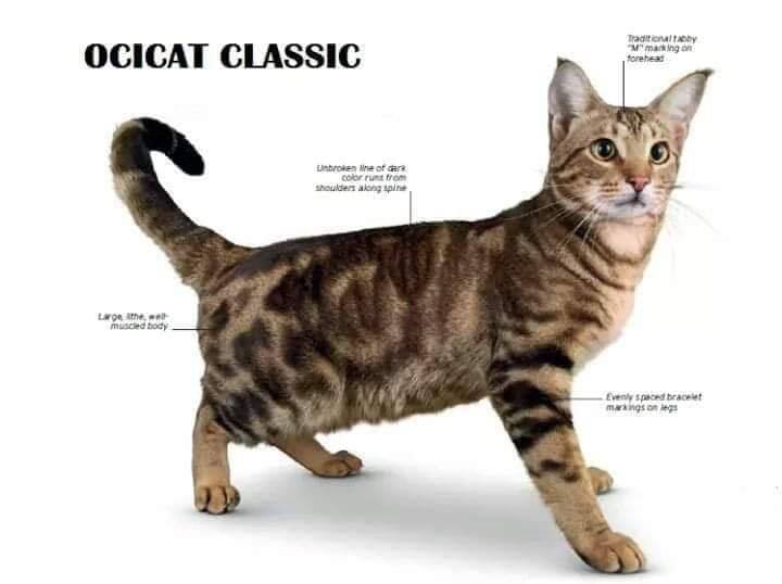 Cat Rumble - Cat Rumble added a new photo.