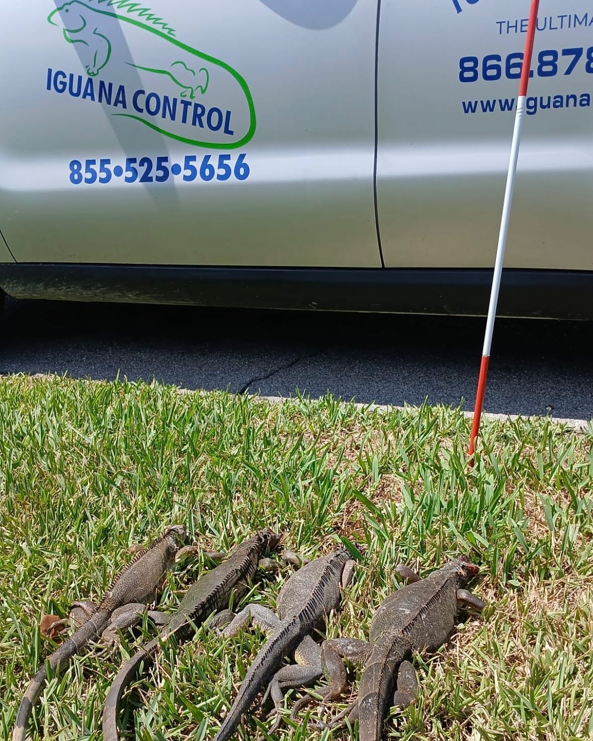 Iguana Control