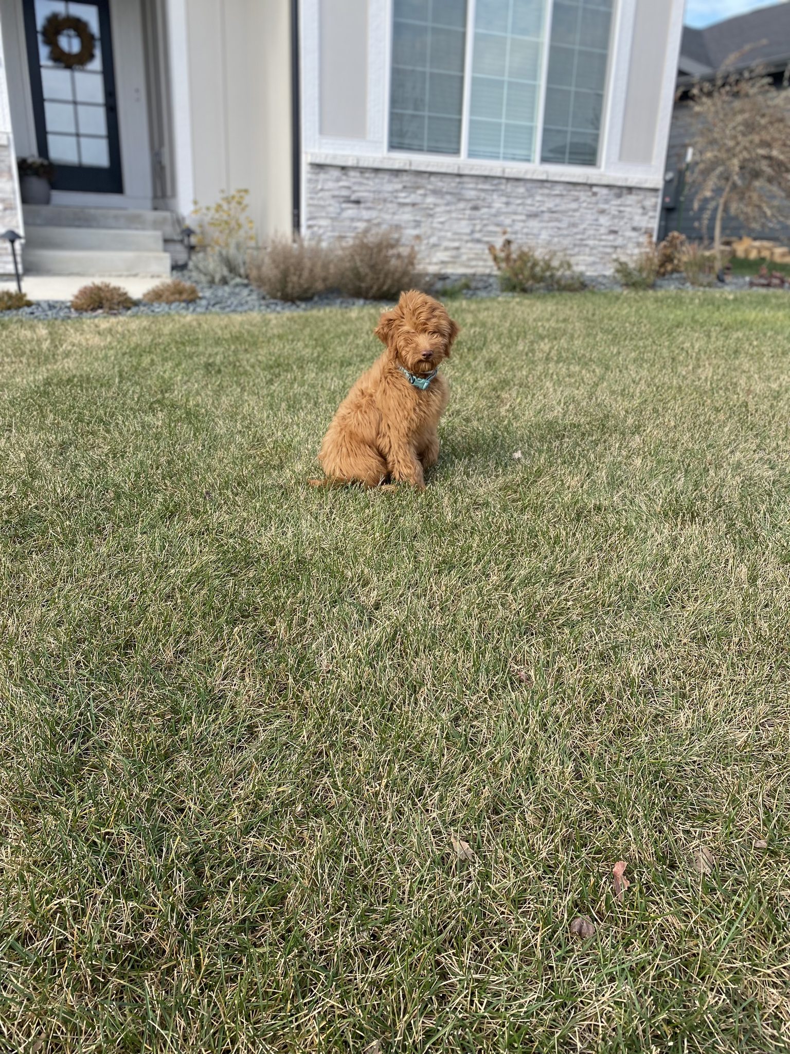 Dog Guard Midwest - Dave and Joan Jensson from Holland Iowa have a 5