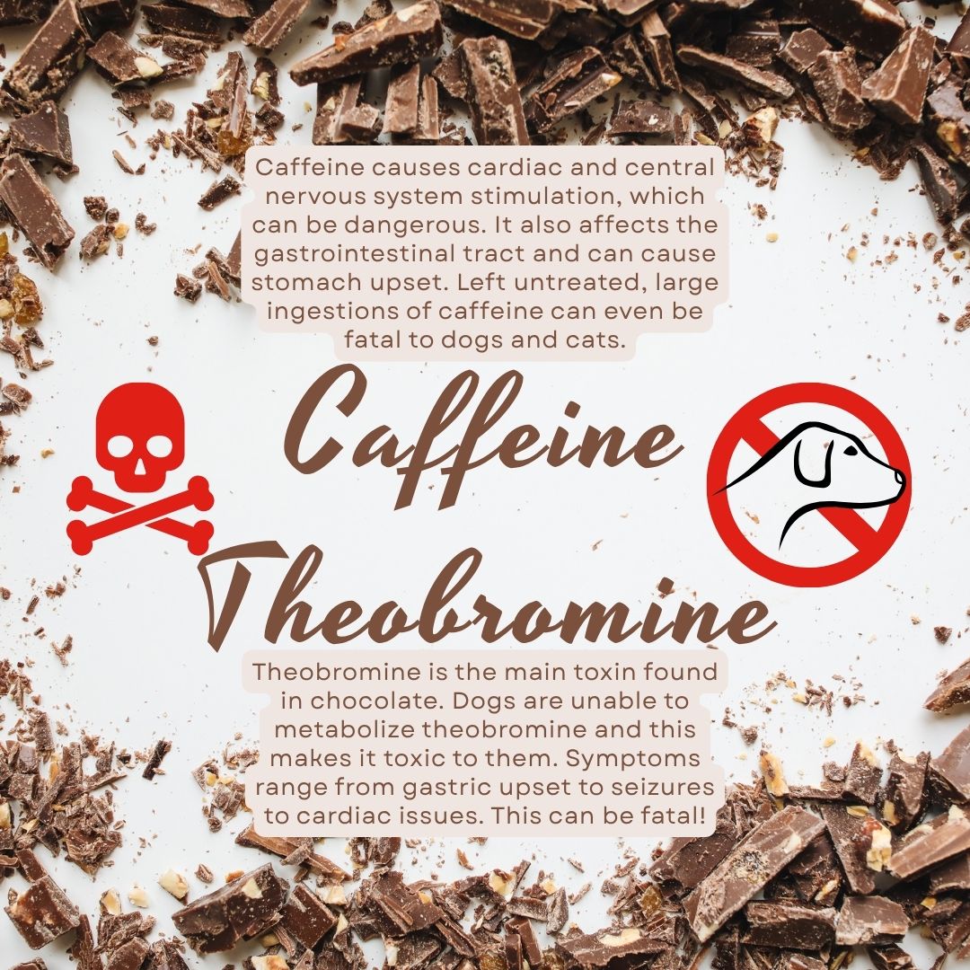 Fresh Look at Theobromine Toxicity In Dogs