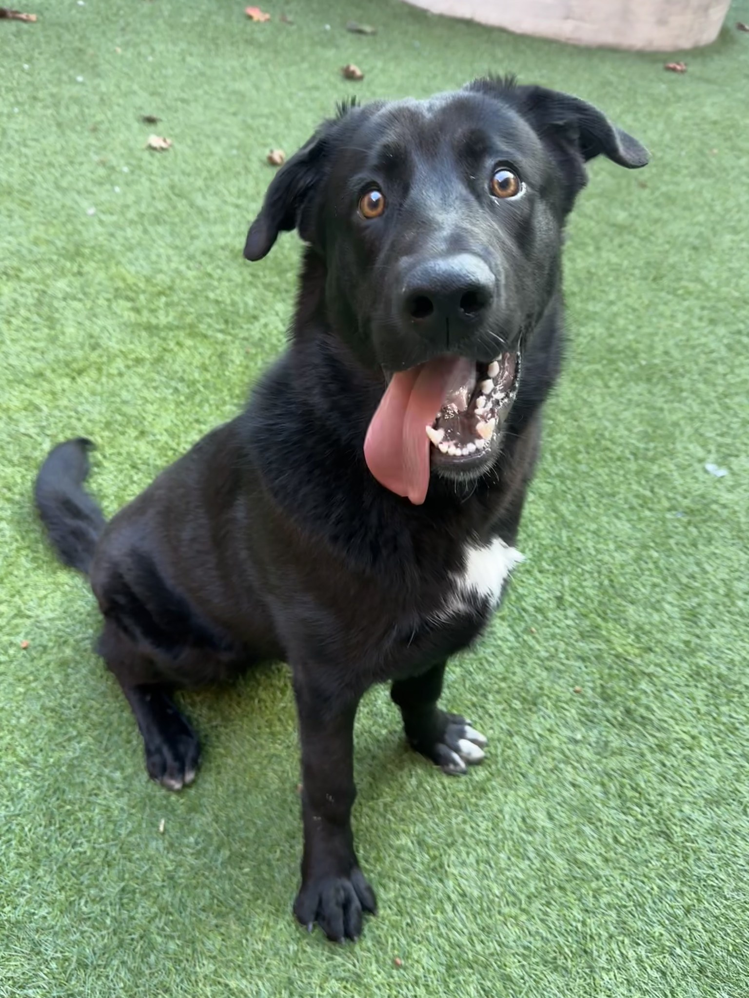Golden Gate Labrador Retriever Rescue | San Francisco CA