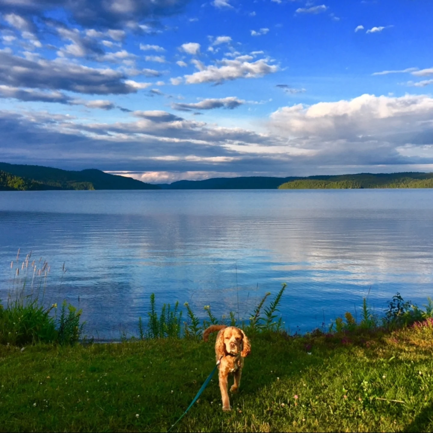 Save Me Rescue - 🤍 MEMORIAL POST - Archie 🤍 