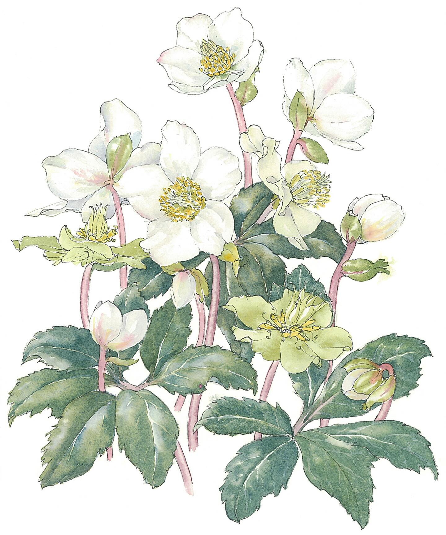 Association - Christmas Rose Helleborus niger , Watercolour by Annie ...