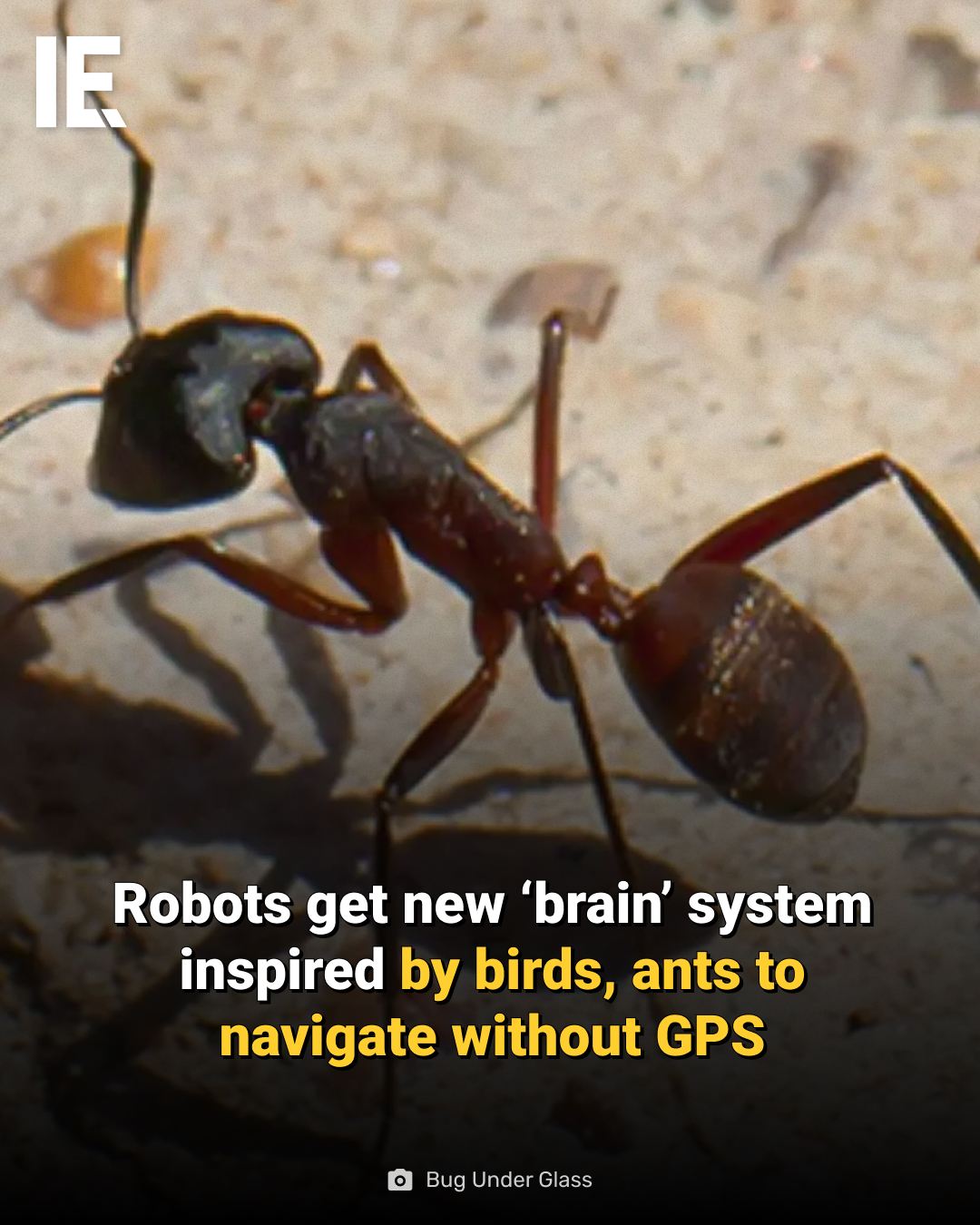 Interesting - Researchers mimic the multi-cue navigation of migratory ...