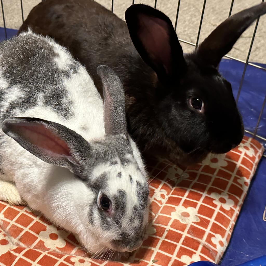 Eastern... - Eastern Shore Rabbit Rescue and Education Center