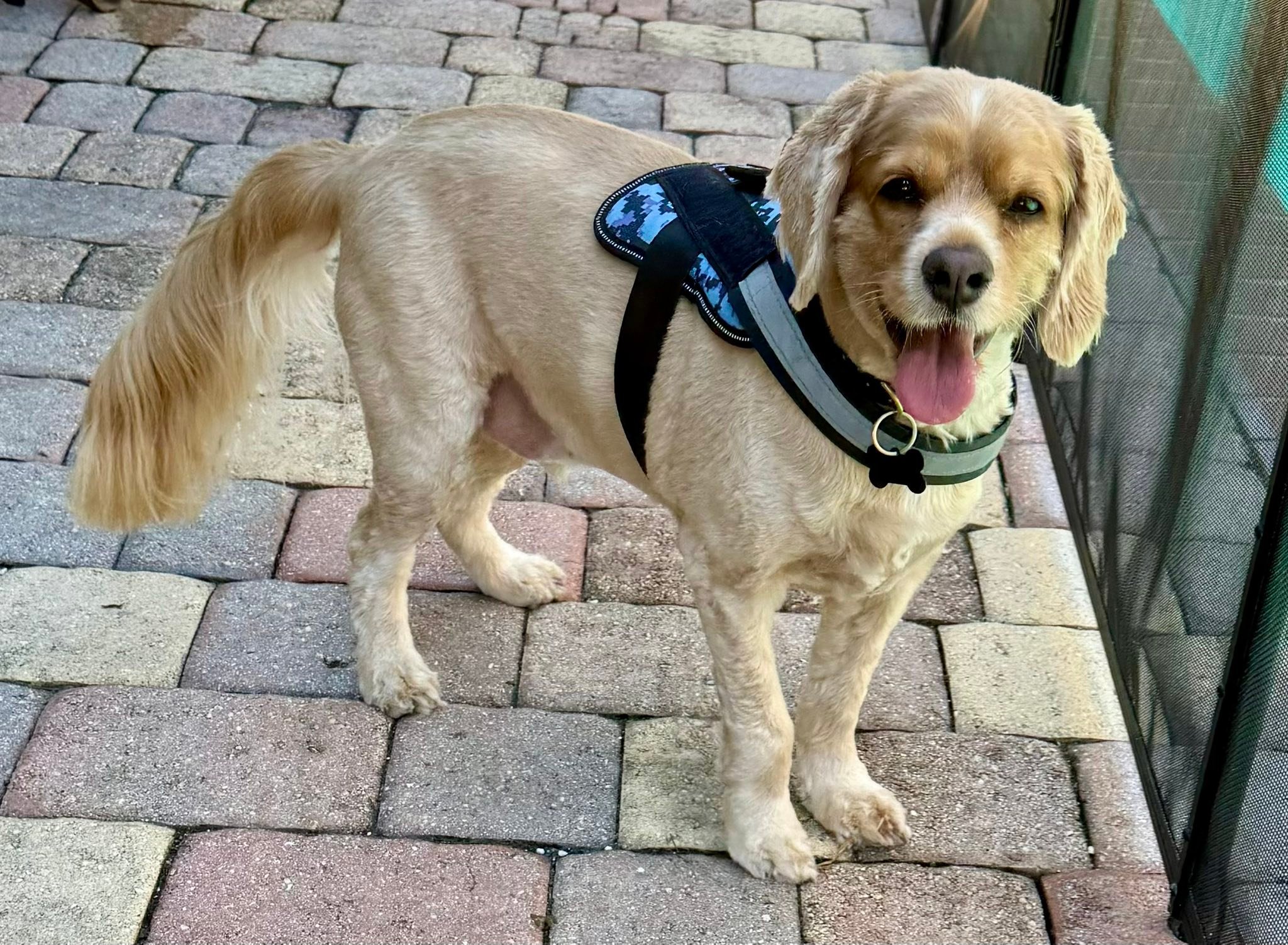 Hey there, I’m Charlie! 🐾 ... - Florida Coastal Cocker Rescue | Facebook