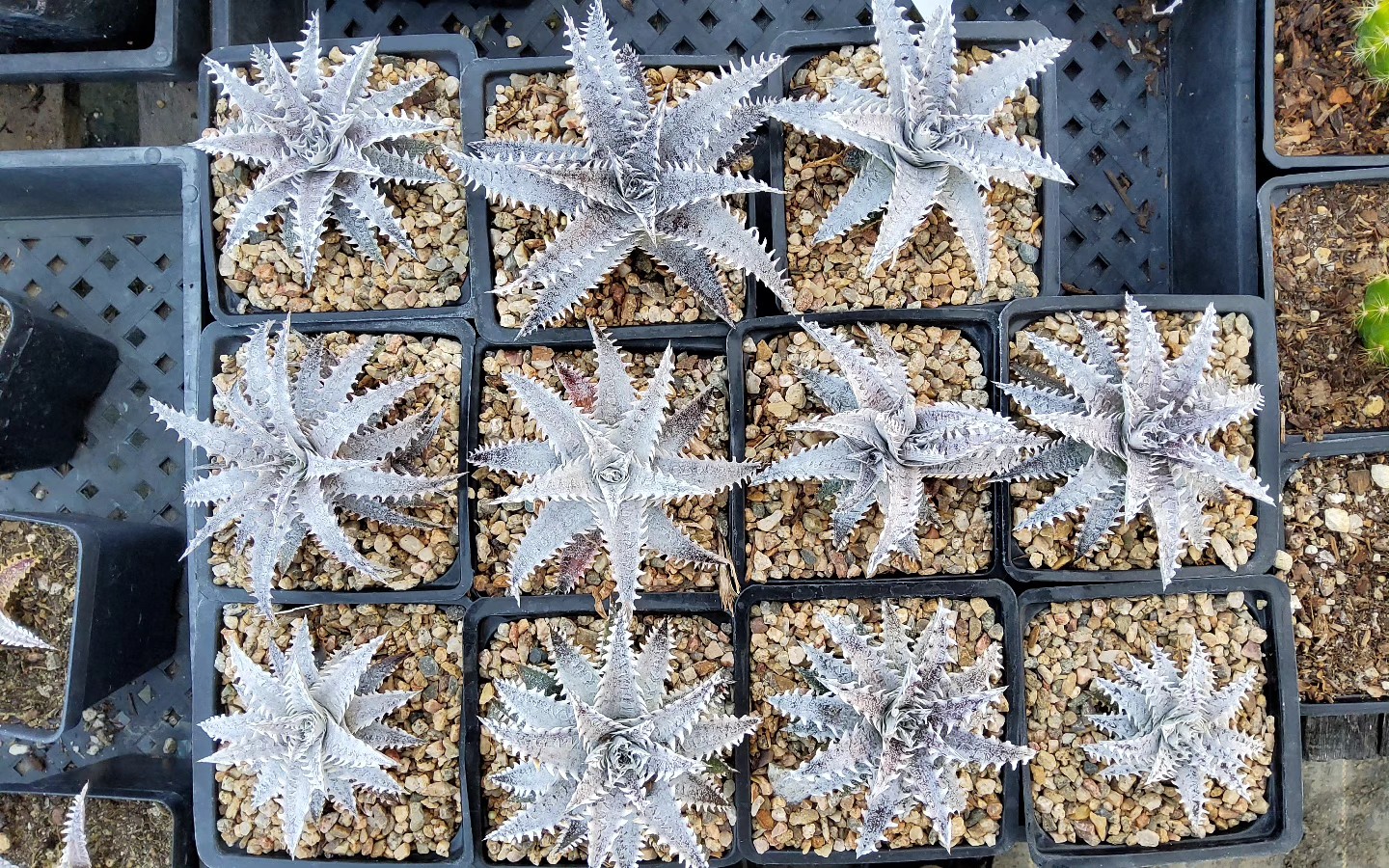 The Bill Baker clone of Dyckia dawsonii 🤩