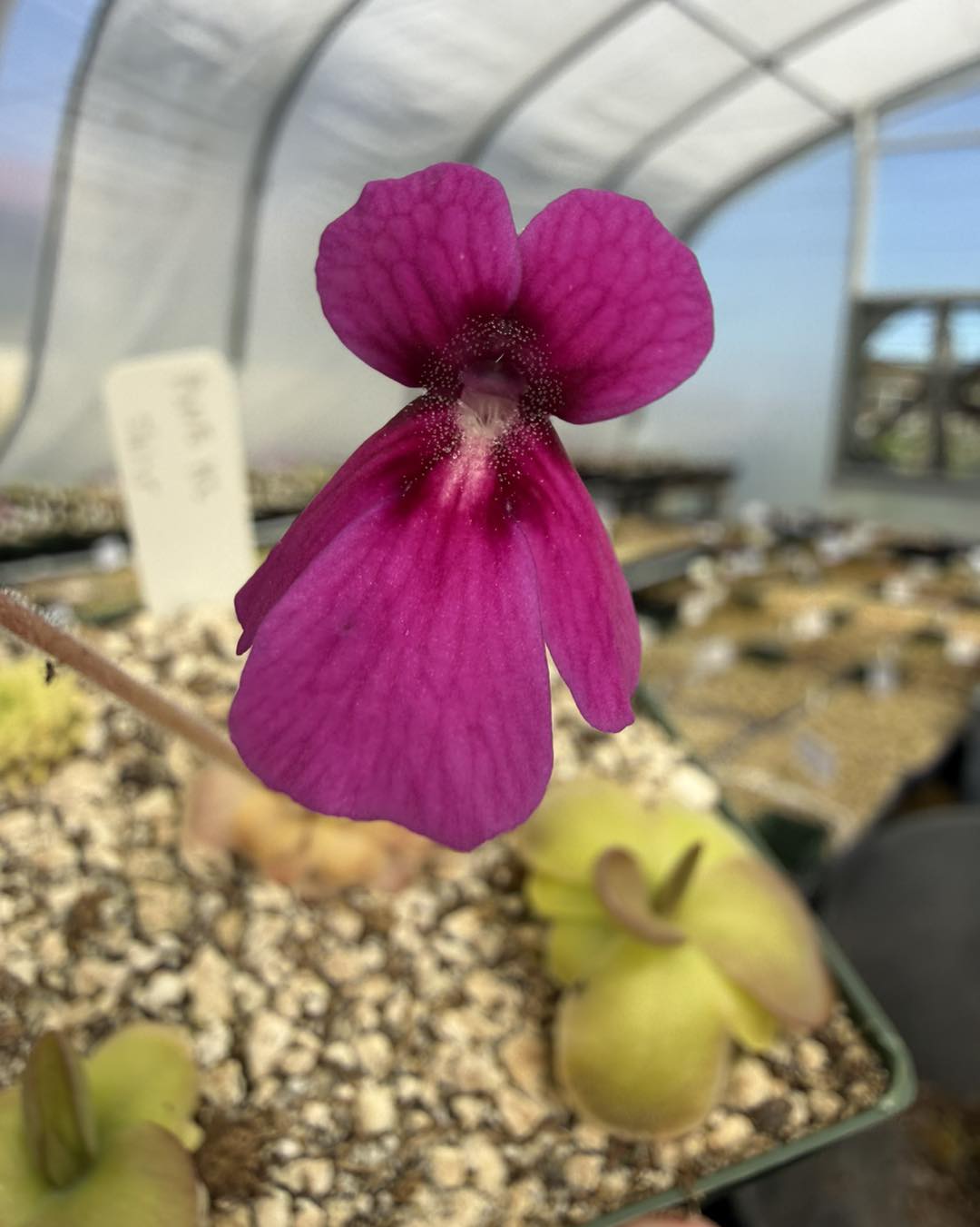 New release! 🥳 Pinguicula x “Lucid Dreamer” is a new introduction
