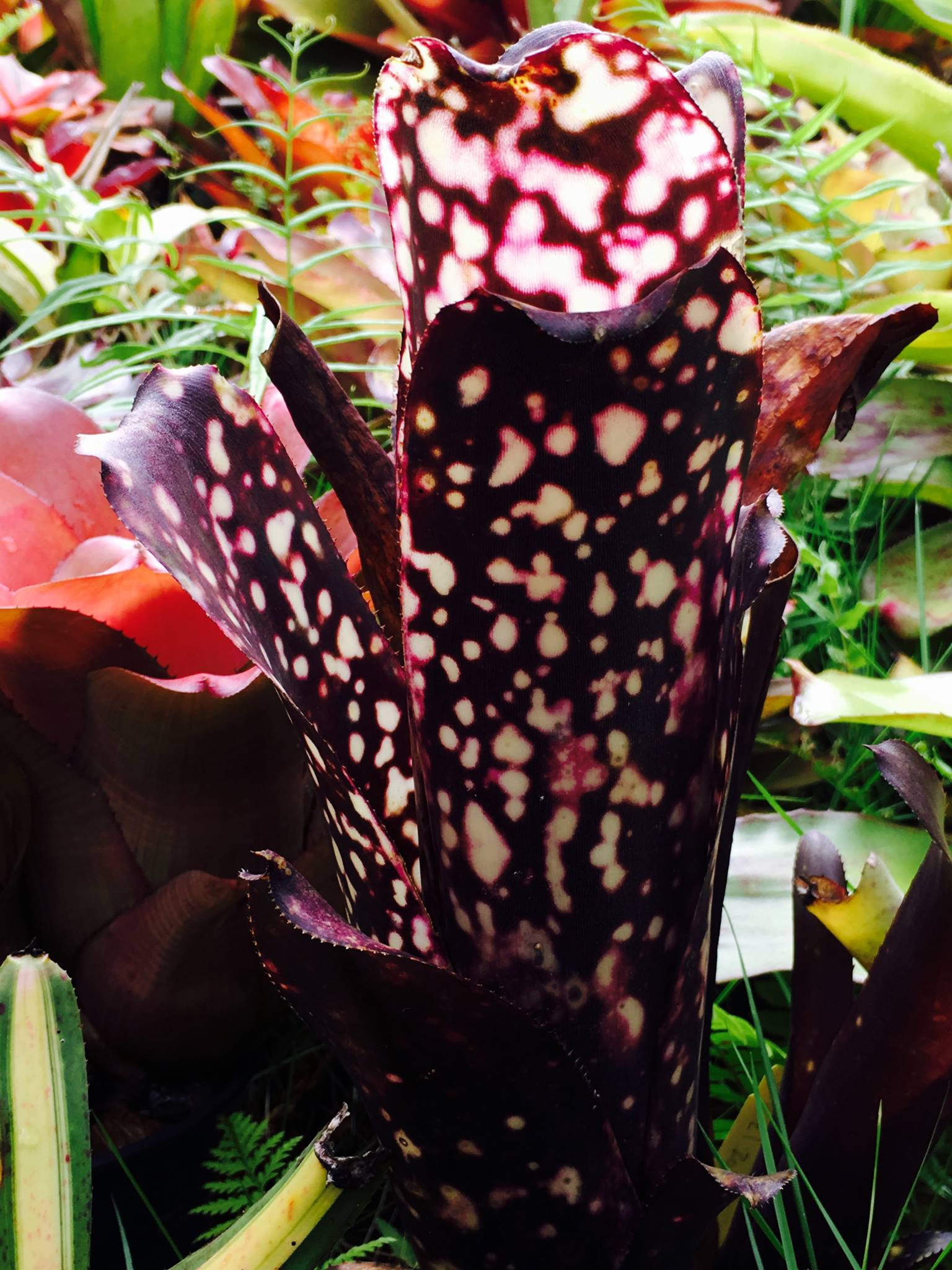 Hans - Billbergia El Zorro | Facebook