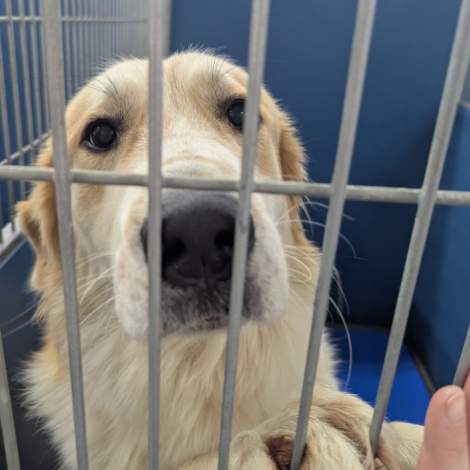 Rui... - Ruin Creek Animal Protection Society of Henderson, NC