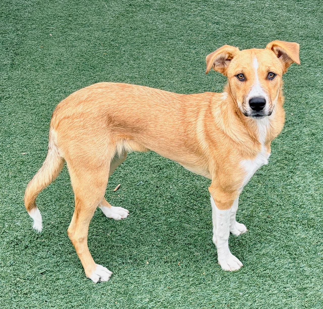 Say hello to Winnie! 💛💙💛 (A240139) Age: 6 months old Weight: 34