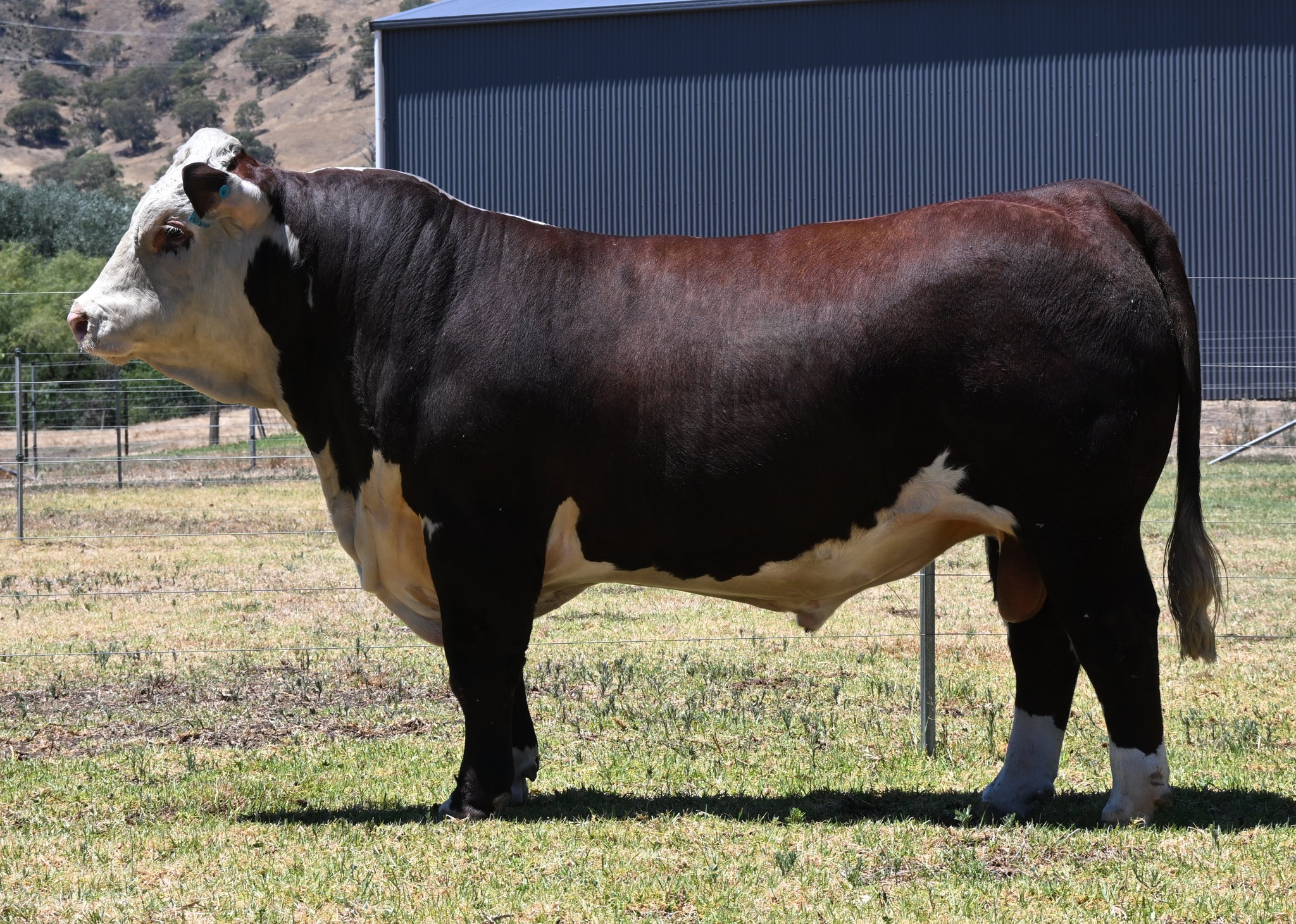 Sugarloaf Herefords On Property Bull & Female Sale 2026