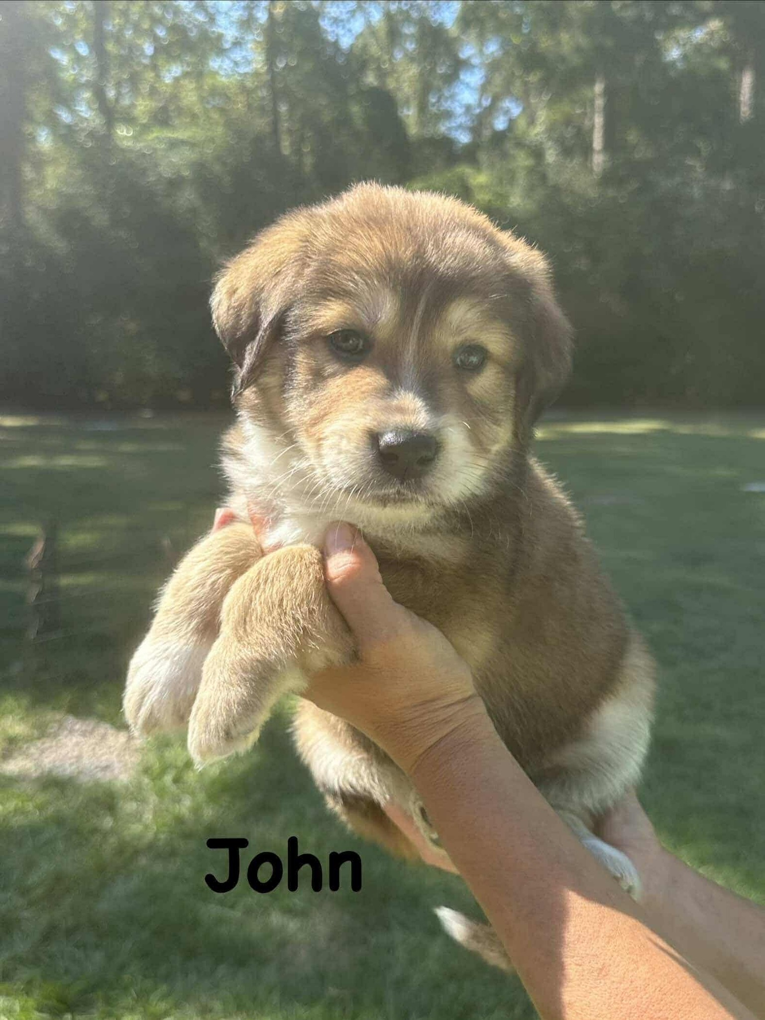Ruff - Clifford https://ruffstartrescue.org/adopt/adoptable-animals/fta ...