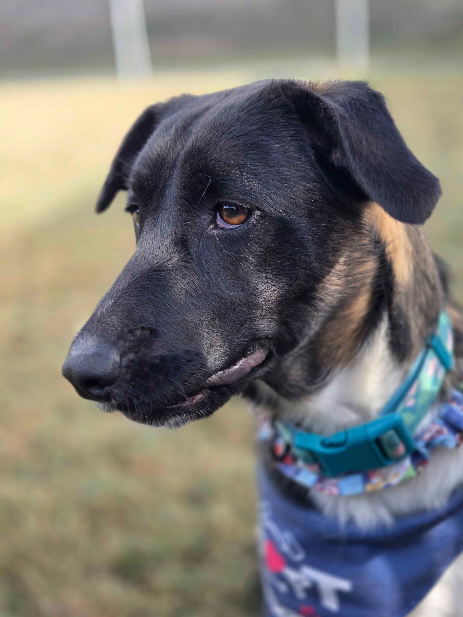 As 2025 draws to a... - Humane Society of Southeast Texas | Facebook