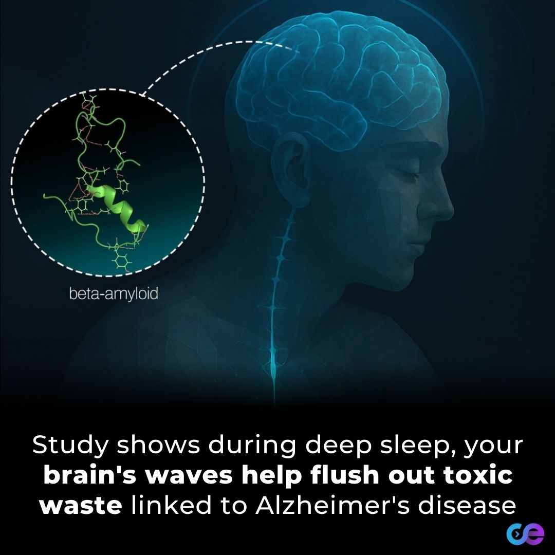 Collective - During deep sleep, the brain enters a slow, rhythmic ...