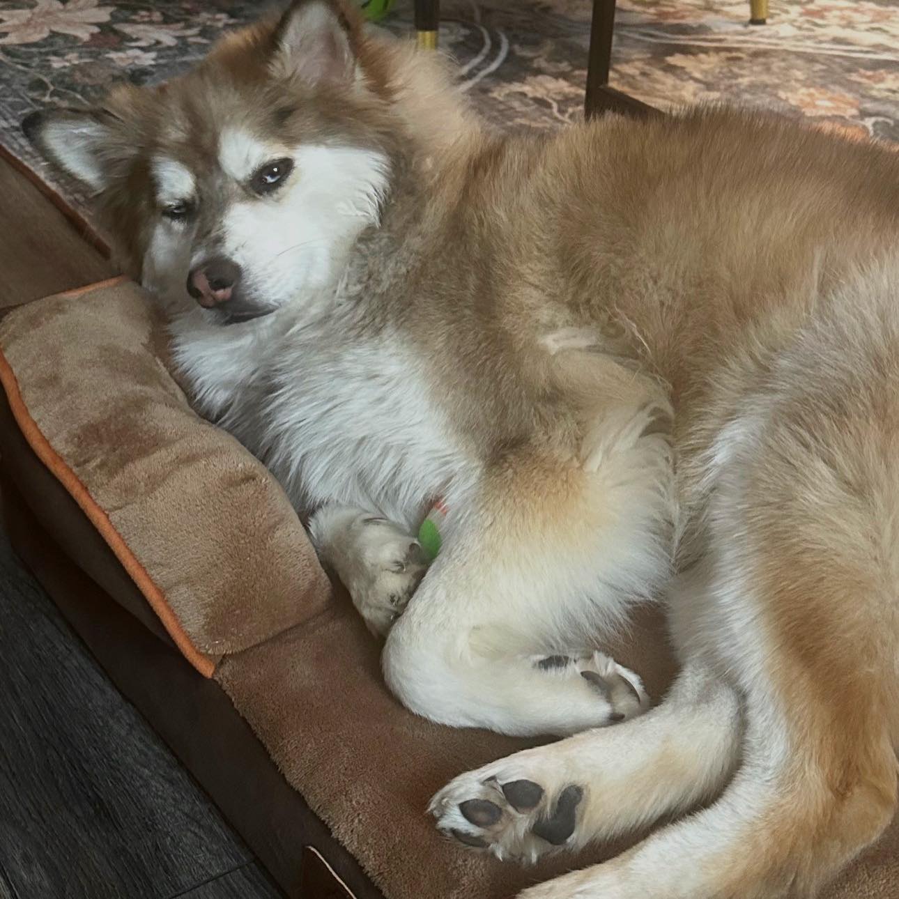 Morning walk ..off leash #pomsky #dogsofinstagram | IHM -Inside her Mirrors