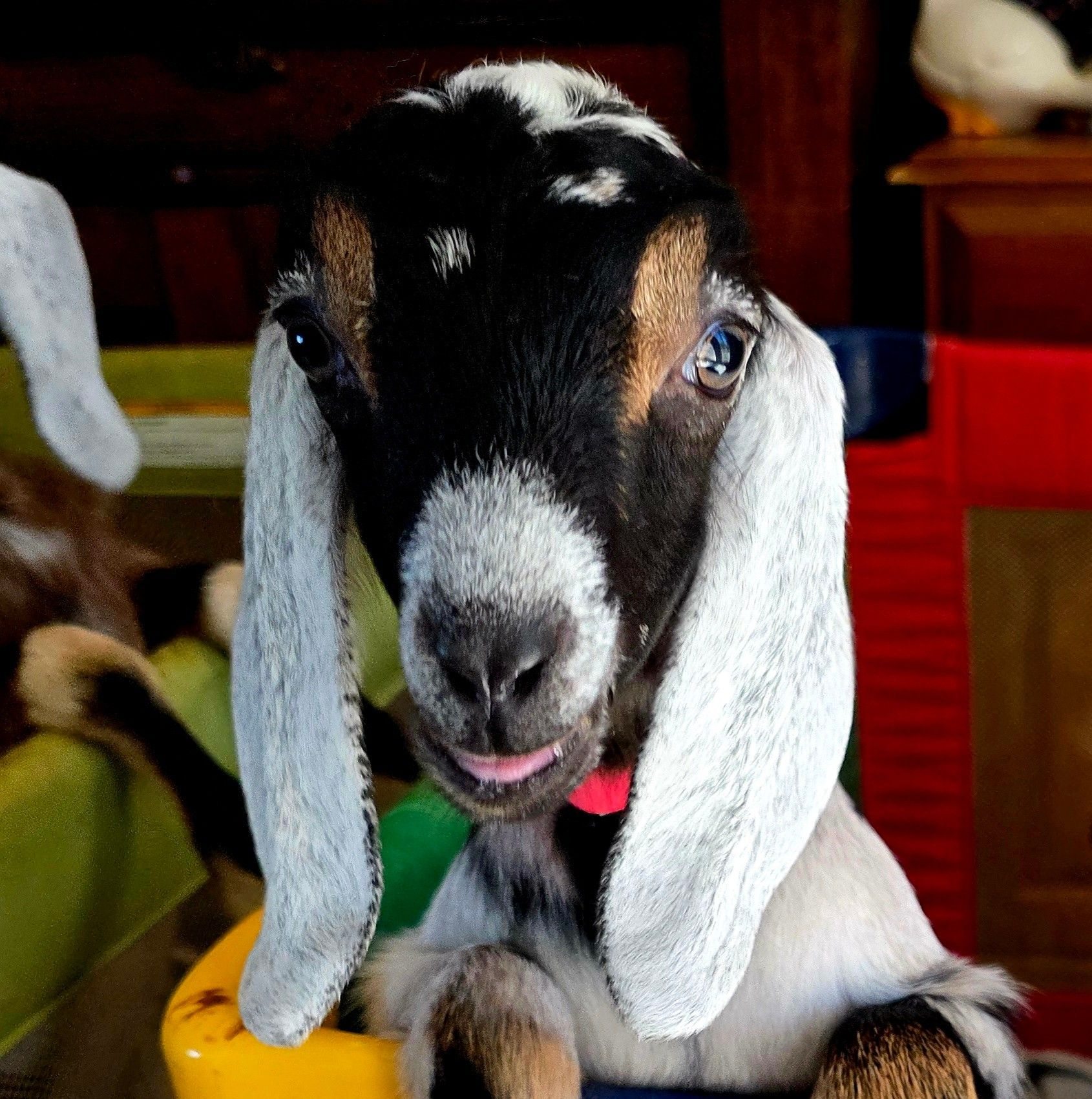 Winchester Ridge Dairy Goats | Facebook