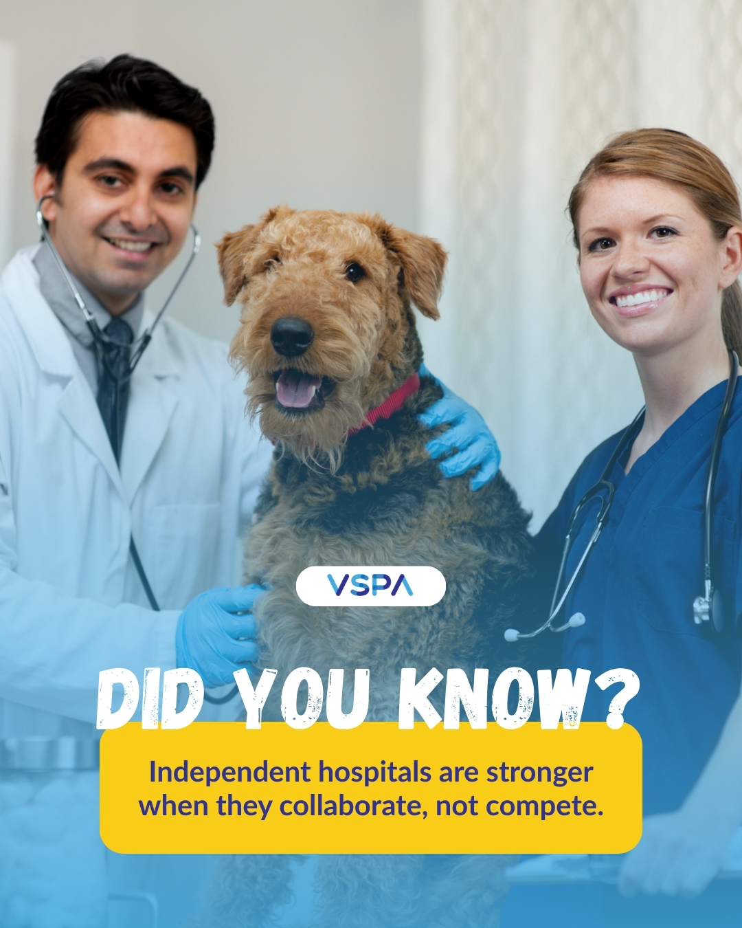 💡 Did you... - Veterinary Specialty Practice Alliance - VSPA | Facebook