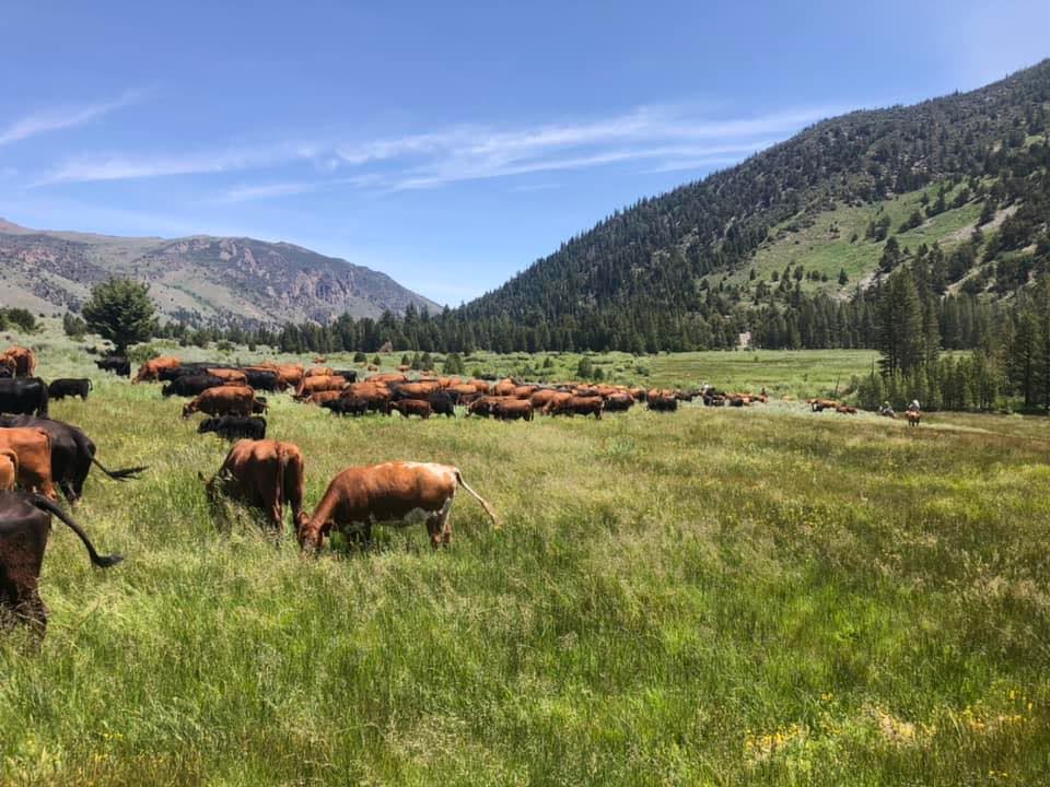 Hunewill Ranch Beef | Bridgeport CA