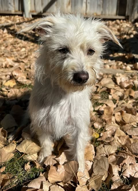 Adopt Me Rescue - Adopt Me Rescue added a new photo.