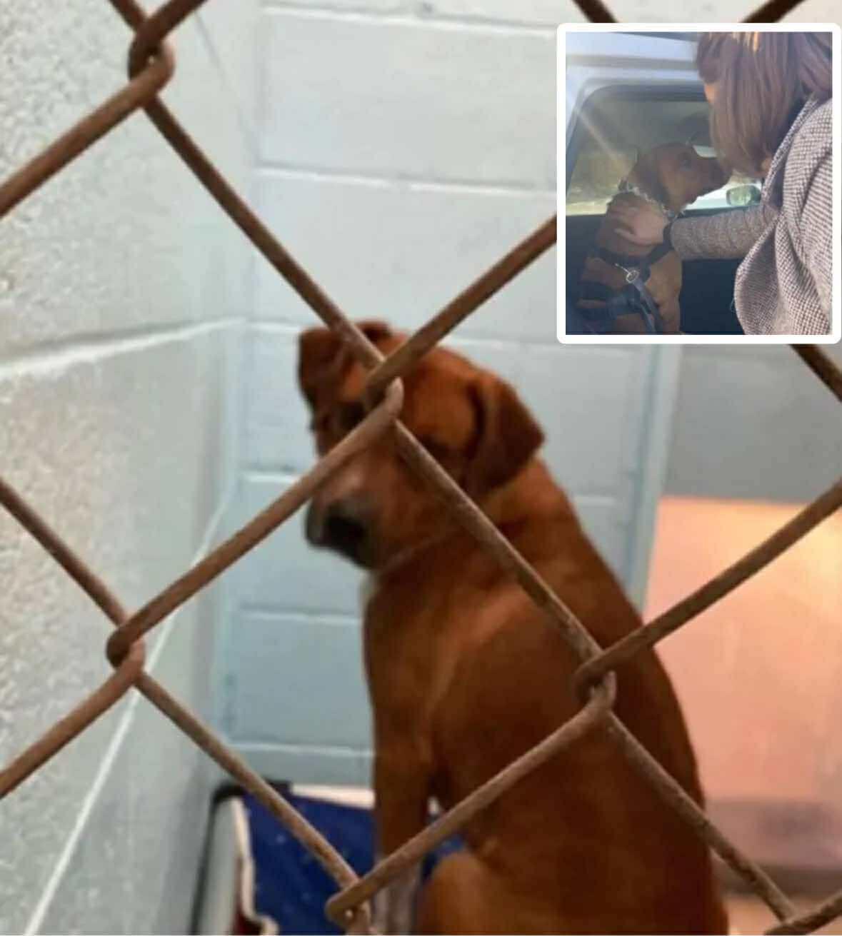 Il - Cane nella sua nuova casa per sempre dopo mesi trascorsi in un ...