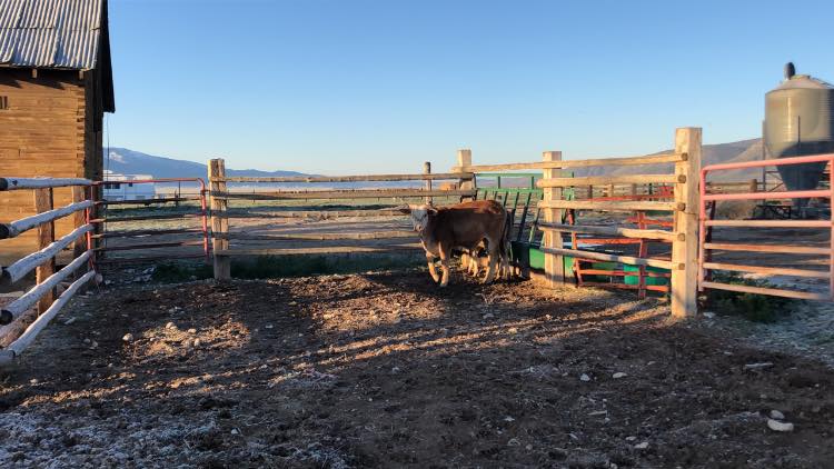 I think these two young guys are... - Sheldon R. Larson Ranch
