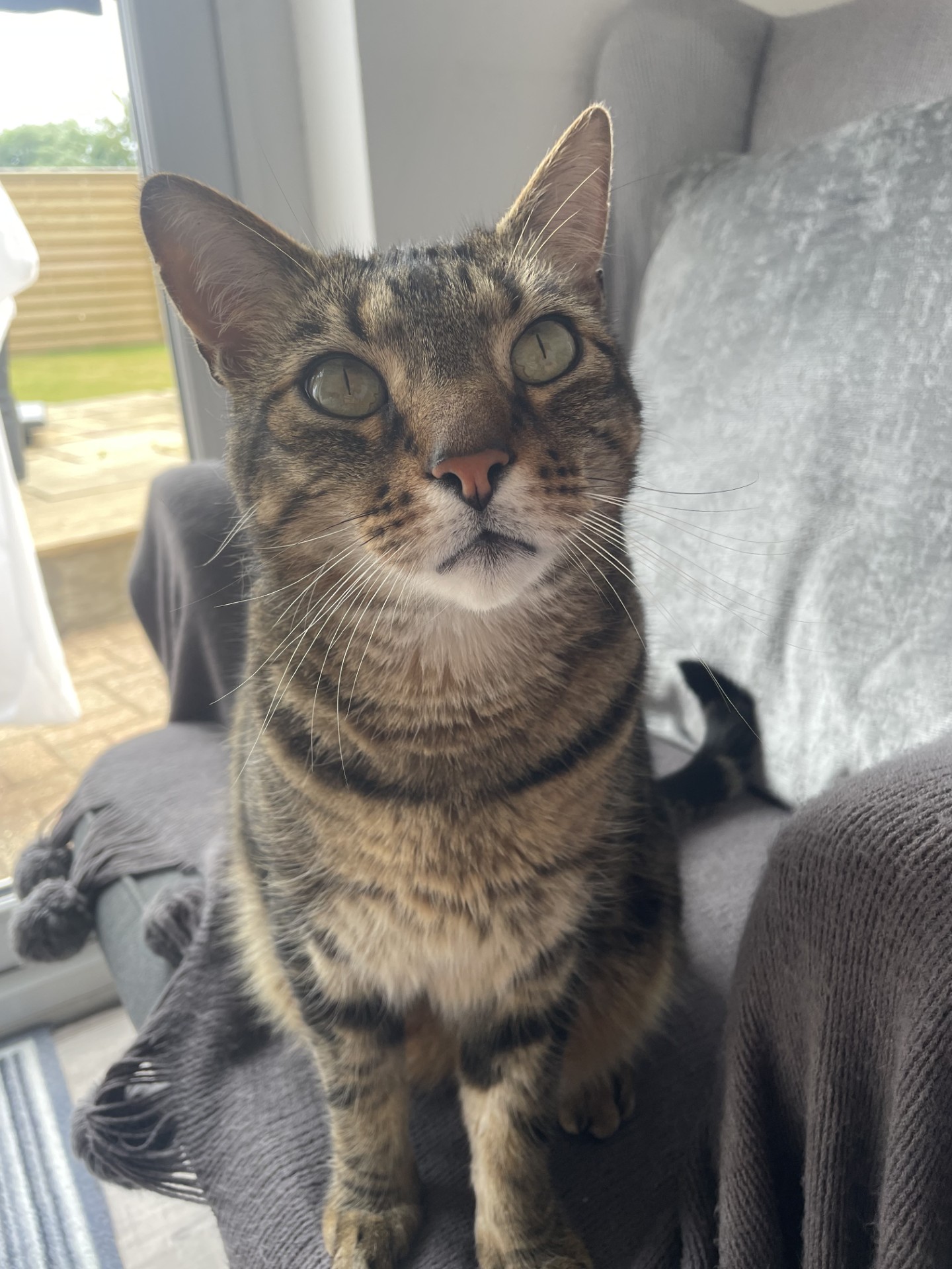GSPCA, - 🏡 Home-to-Home Rehoming🏡 Please note this is a home-to-home ...