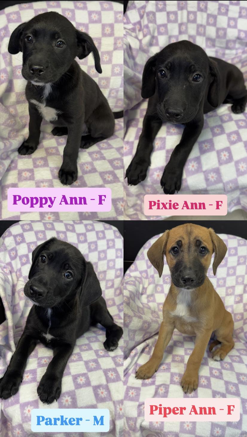 Orphans - Come visit us at Rural King in Butler today from 11-1. Shep ...