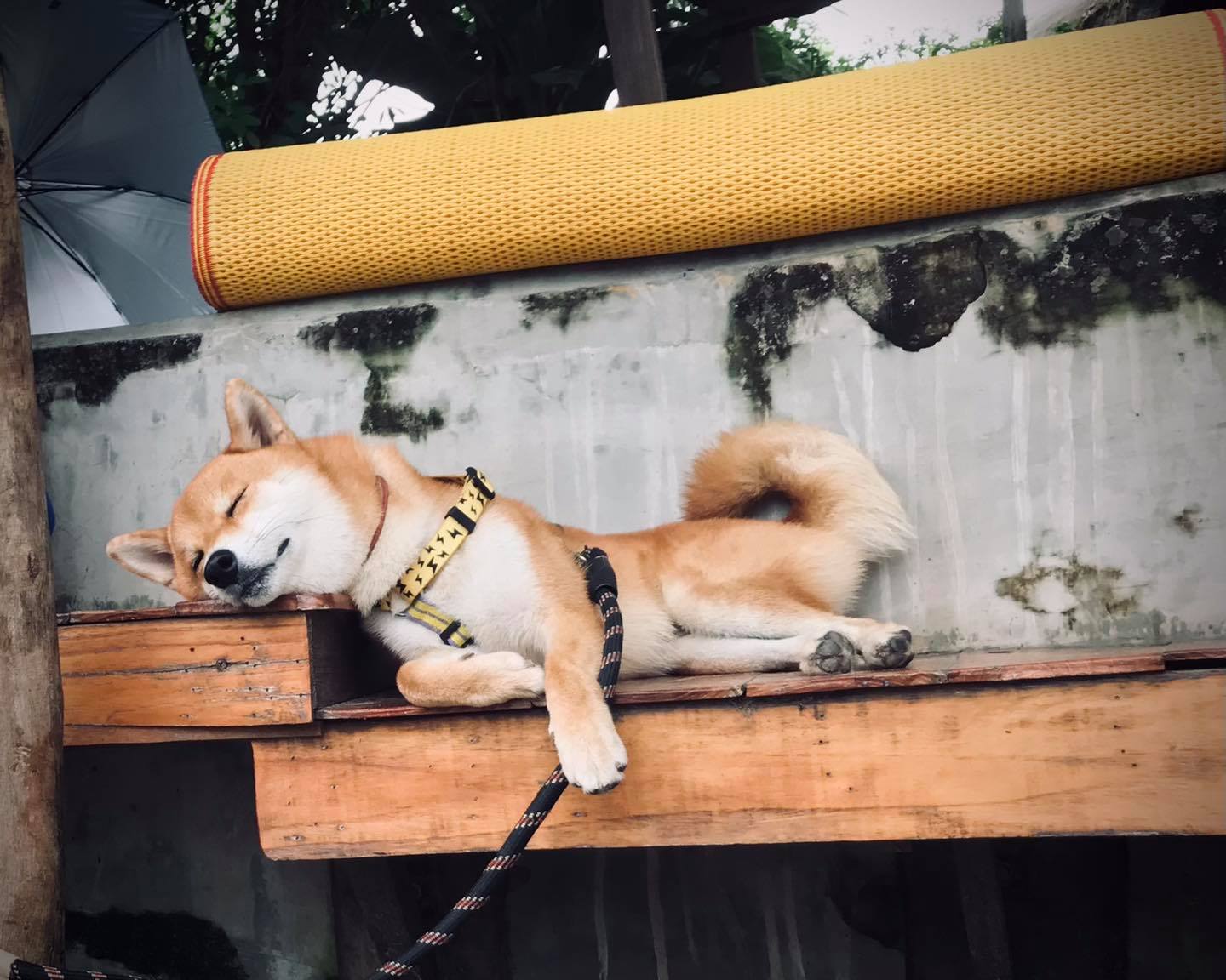 🐕:... - บูตะ หมาชิบะ นอร์ธปาร์ค - Buta Shiba Inu North Park | Facebook