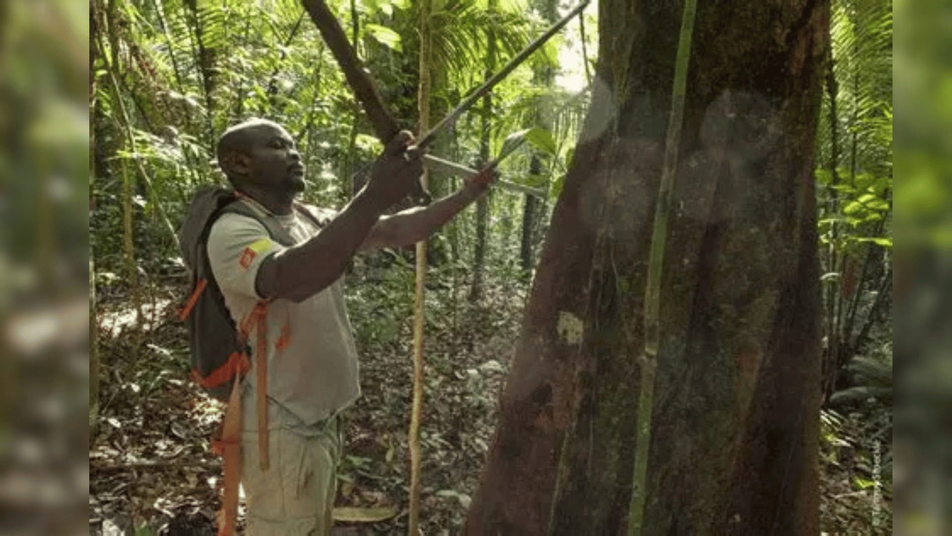 Guyane - ⚖️ Un agent du Parc amazonien de Guyane condamné pour un vol d ...
