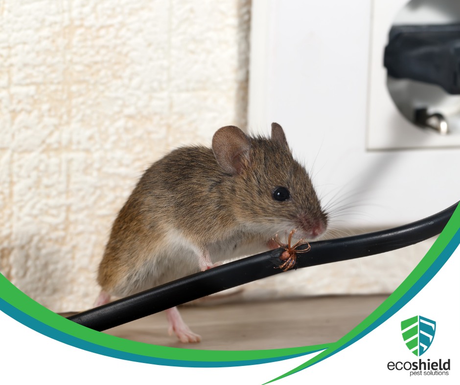 EcoShield Pest Solutions Chicago Central | Geneva IL