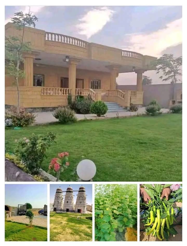 مزارع - لسرعة البيع (6)فدان فلاء متشطبة لوكس دورين مسجد محاطة بسور ٣ ...