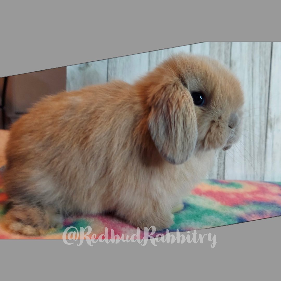 Redbud Rabbitry - Silver Marten baby! #lopearedrabbit #rabbitforsale # ...