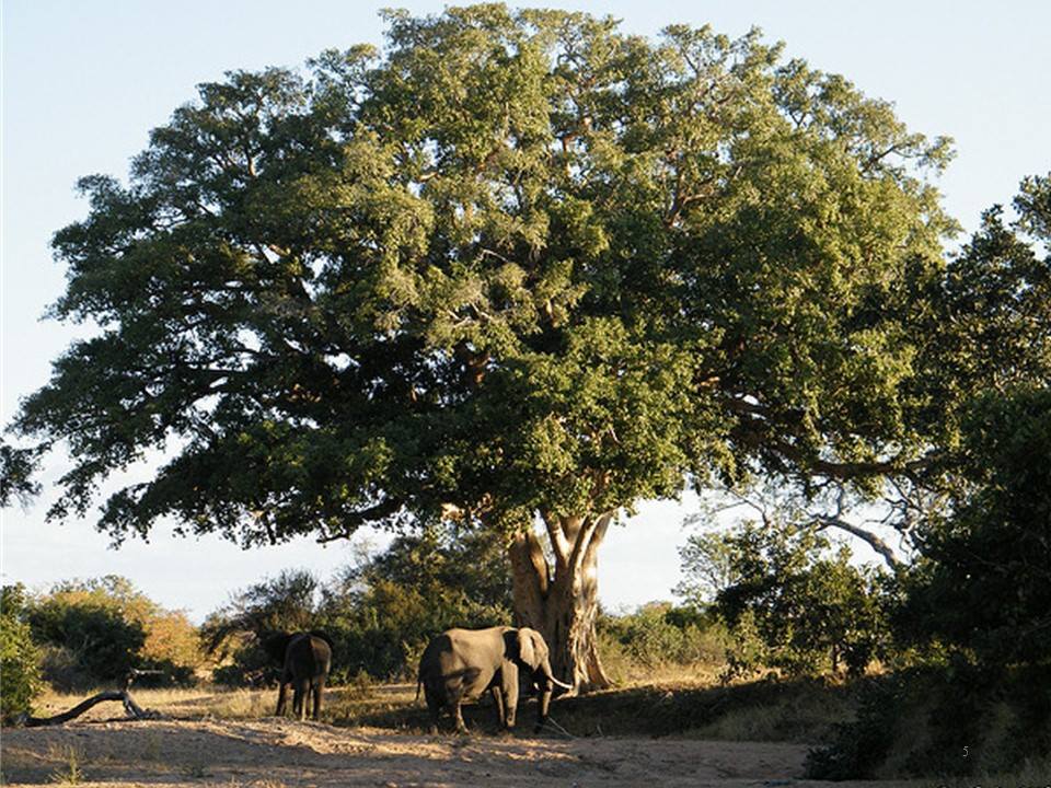 BWgovernment - GOOD NIGHT: FLORA OF BOTSWANA - THE... | Facebook