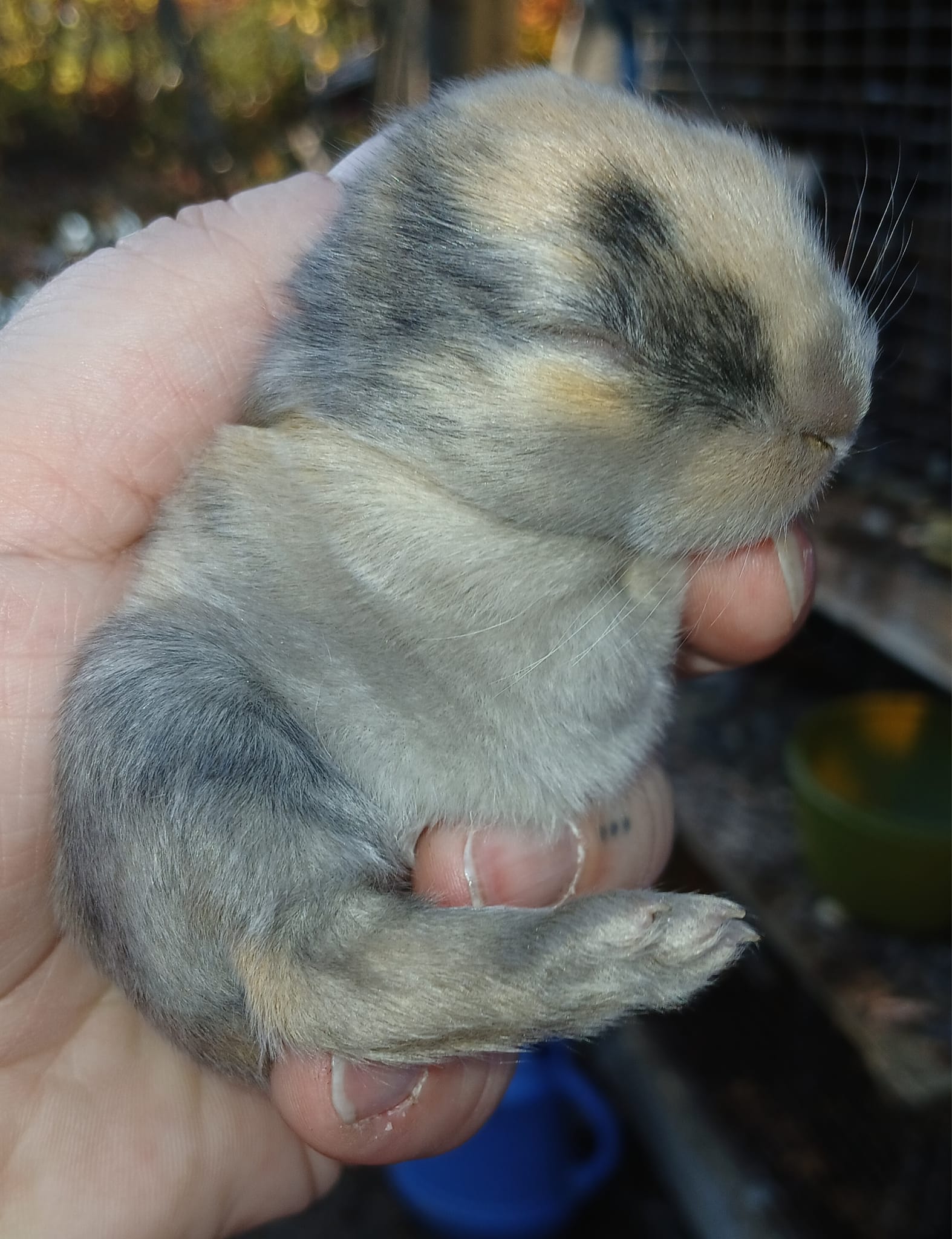 Happy hoppers rabbitry
