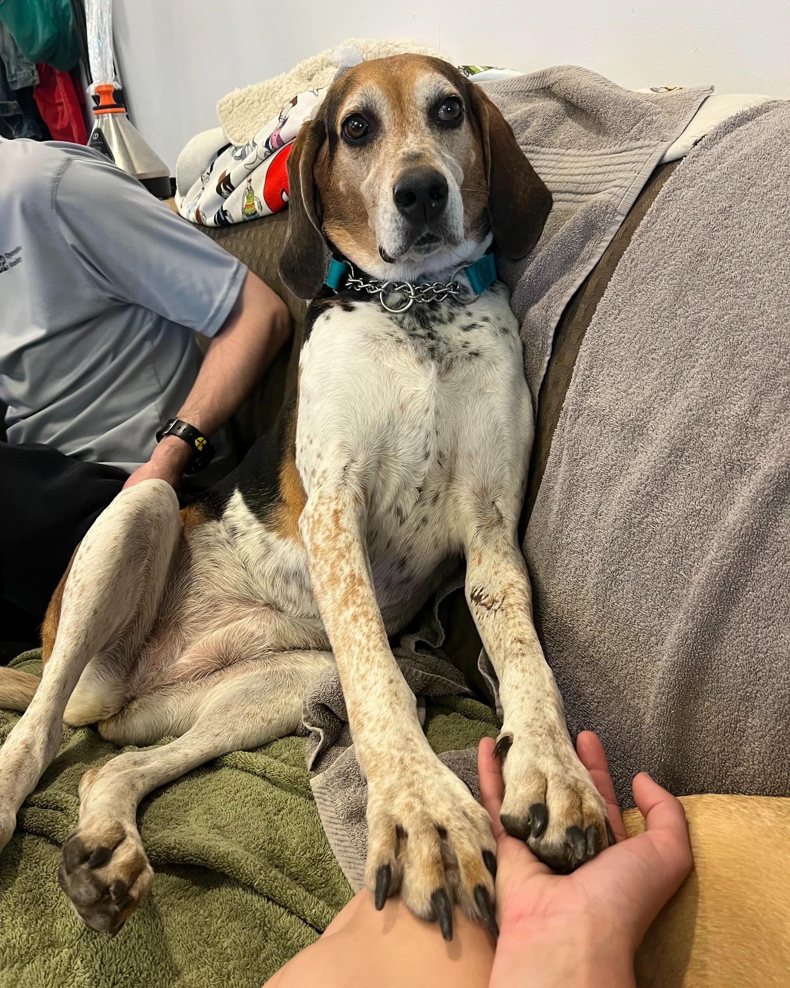 Northeast Coonhound... - Northeast Coonhound Rescue, Inc.