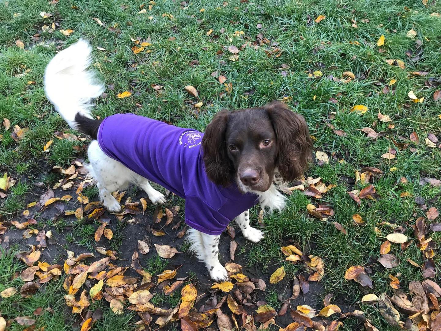 🐾 NEW: Woodford RFC Dog Hoodies! 🐾... - Woodford Rugby Club | Facebook