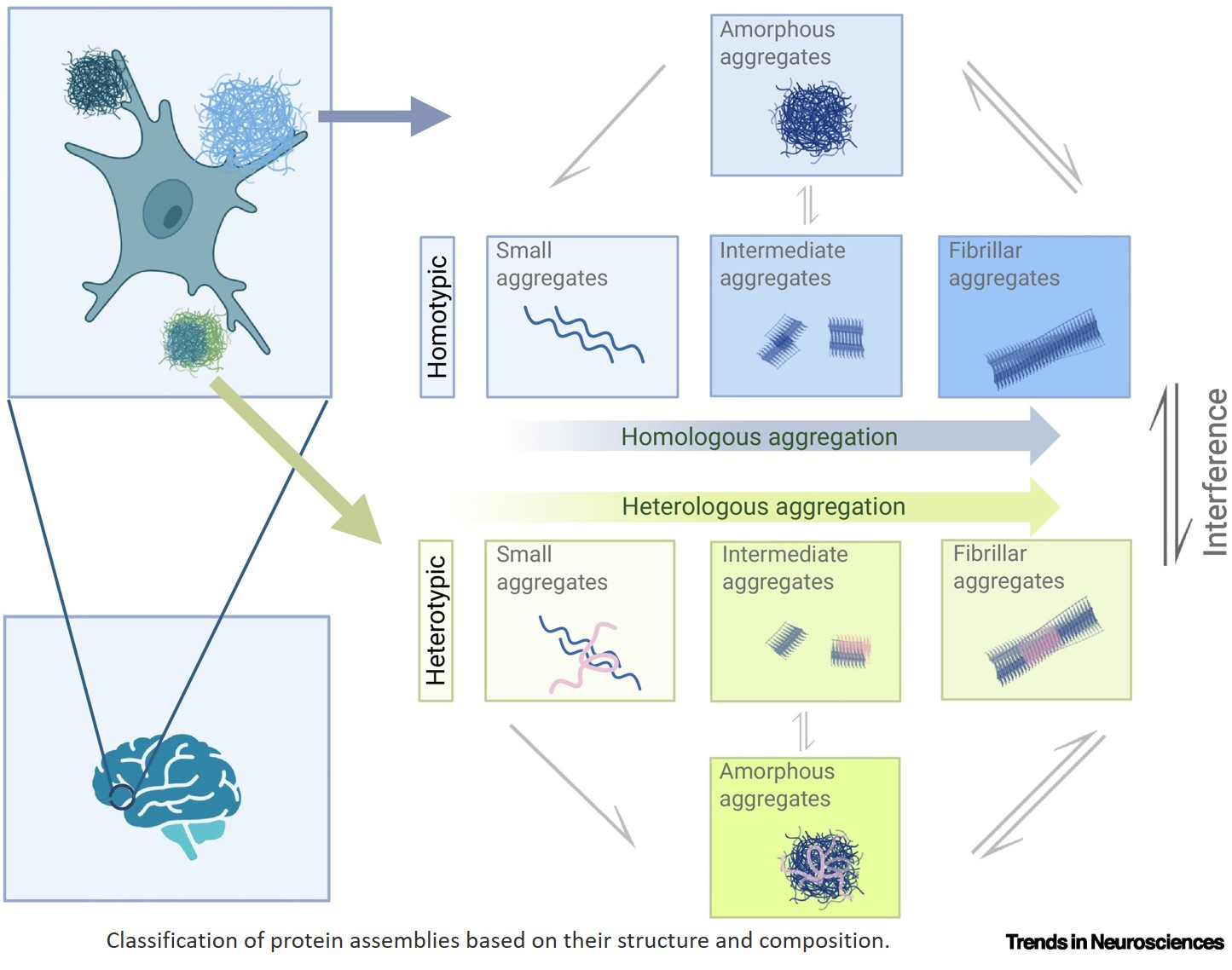 Science - Co-proteinopathy in neurodegeneration In neurodegenerative ...