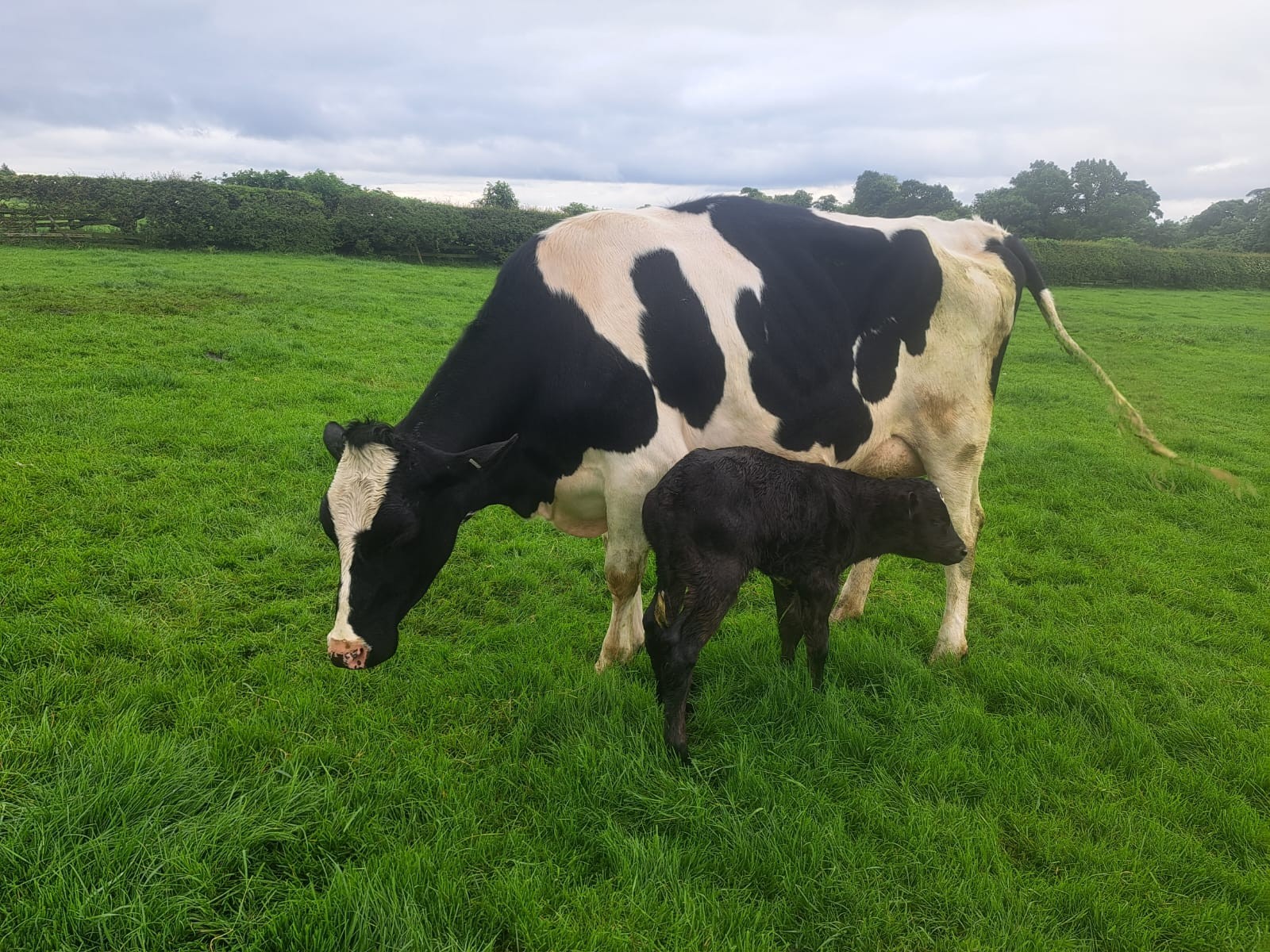 UK - 🥁Introducing Mains Rafter...now available! 🌟Outcross pedigree with ...