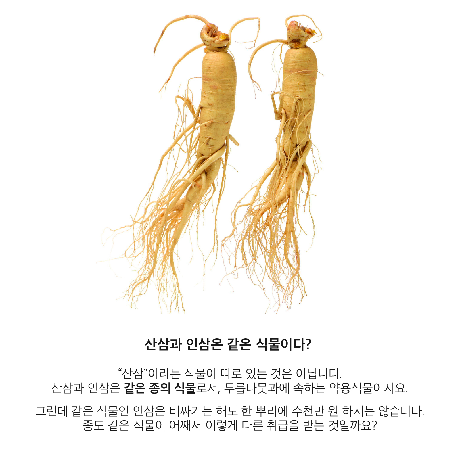 모야모 - 인삼과 산삼은 같은 종이다? 인삼과 산삼에는 어떤 차이가 있을까? 더 자세하게 알고 싶은...