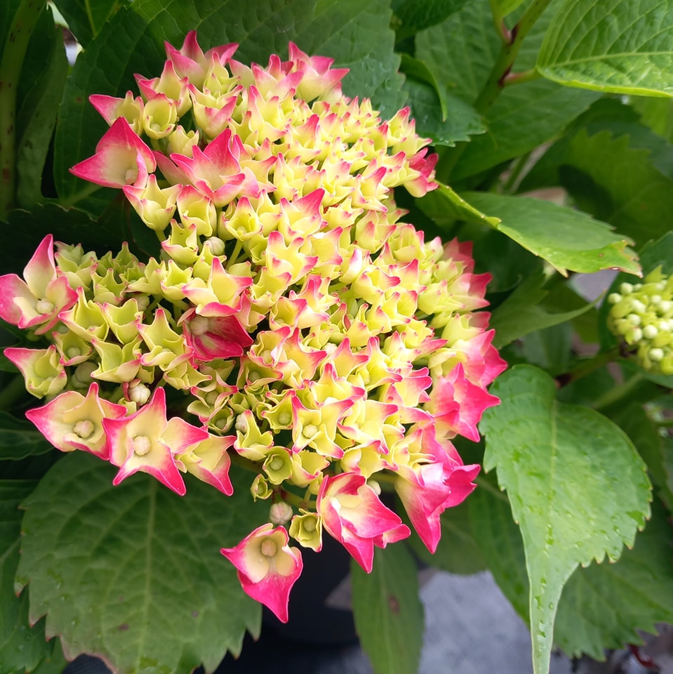 Kiwi - Everyone loves a Mop Head! We have a range of Hydrangeas ...