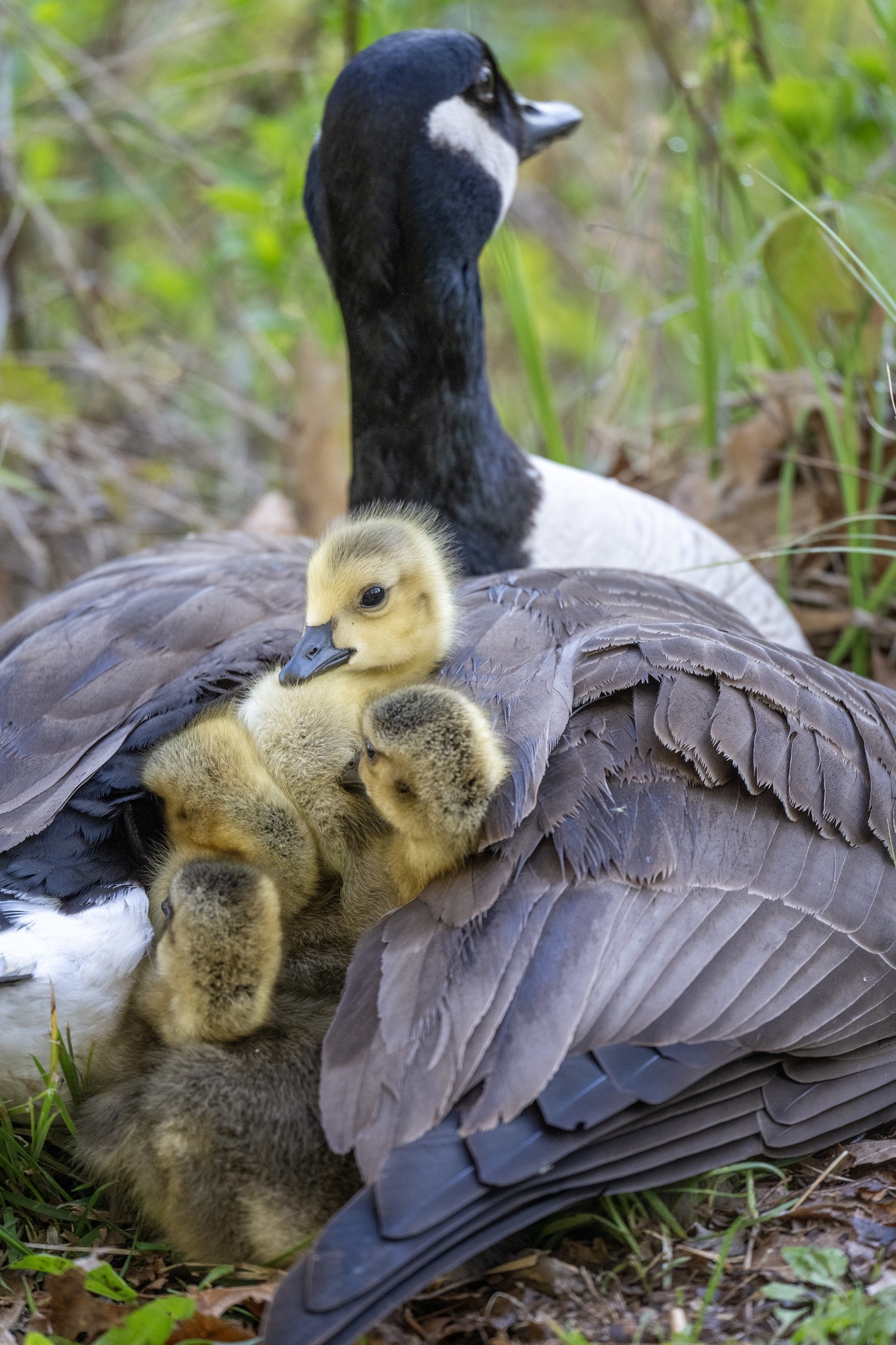 Jocelyn - Canada Goose goslings staying nice and warm under a 