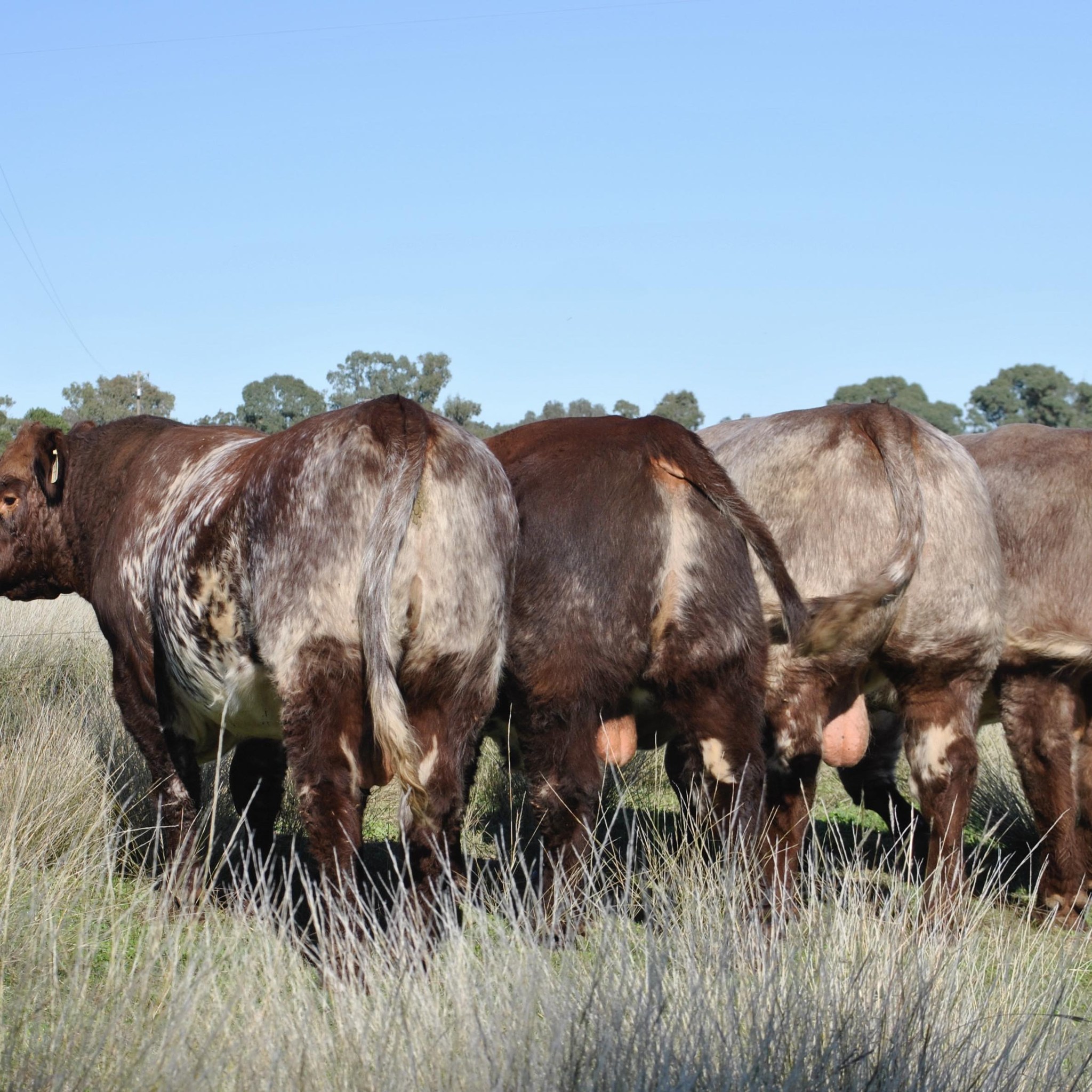 Marrington is excited to welcome Futurity Ribeye R323 (Lot 30) to our ...