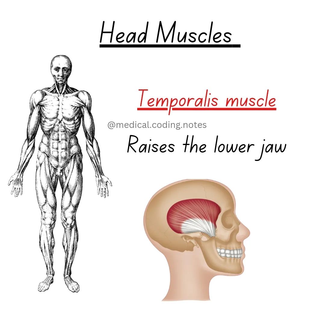 Medical - Muscle and its function #muscle #function #head #jaw #anatomy ...