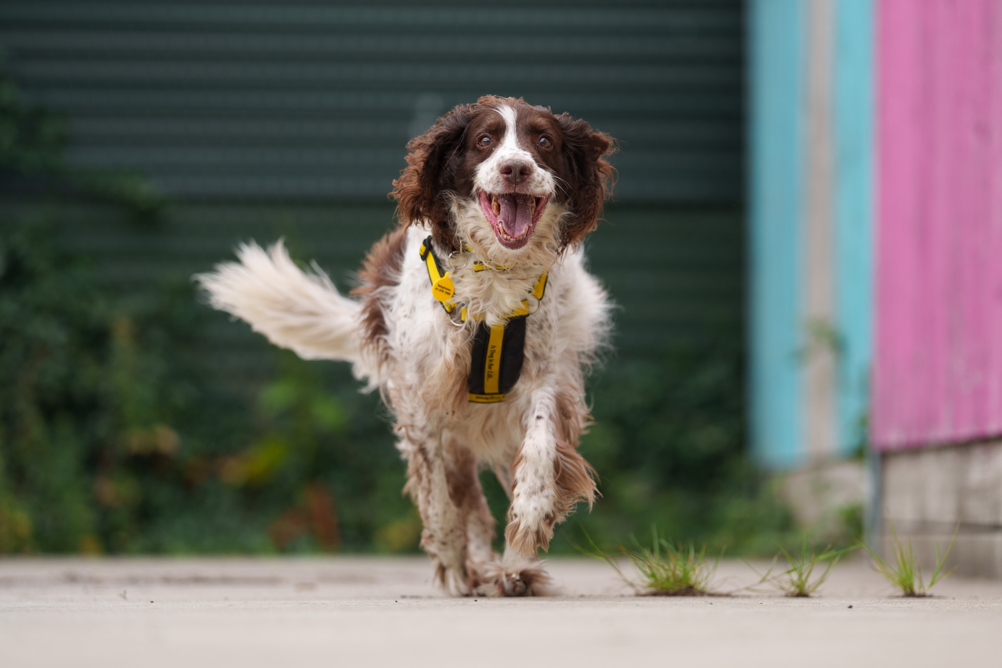 Dogs Trust Ireland added a new photo. - Dogs Trust Ireland