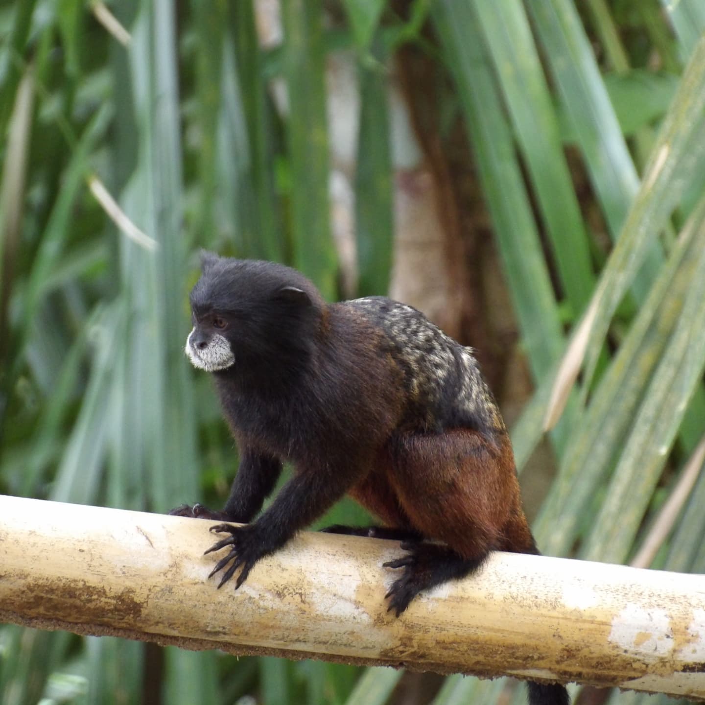 Amazon Gold Travel - Tarapoto Perú - 