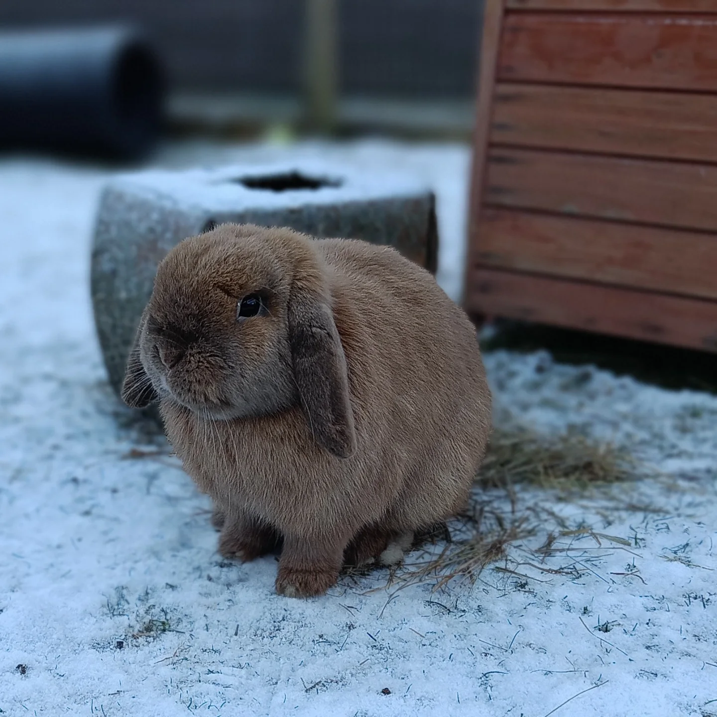 🐇Gorgeous Gooseberry is back at... - Fat Fluffs Rabbit Rescue | Facebook