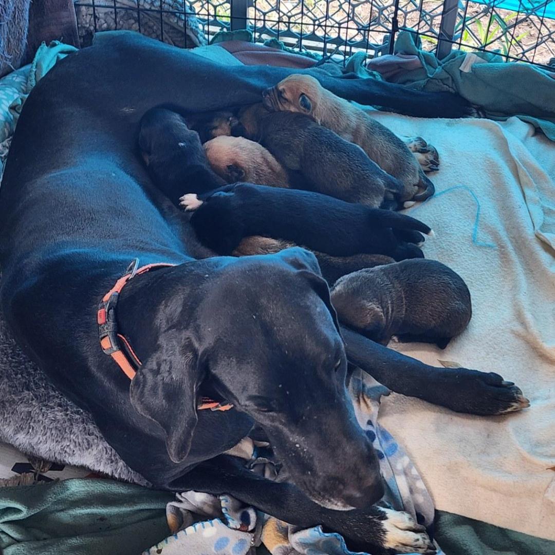 Great Dane Rescue Houston