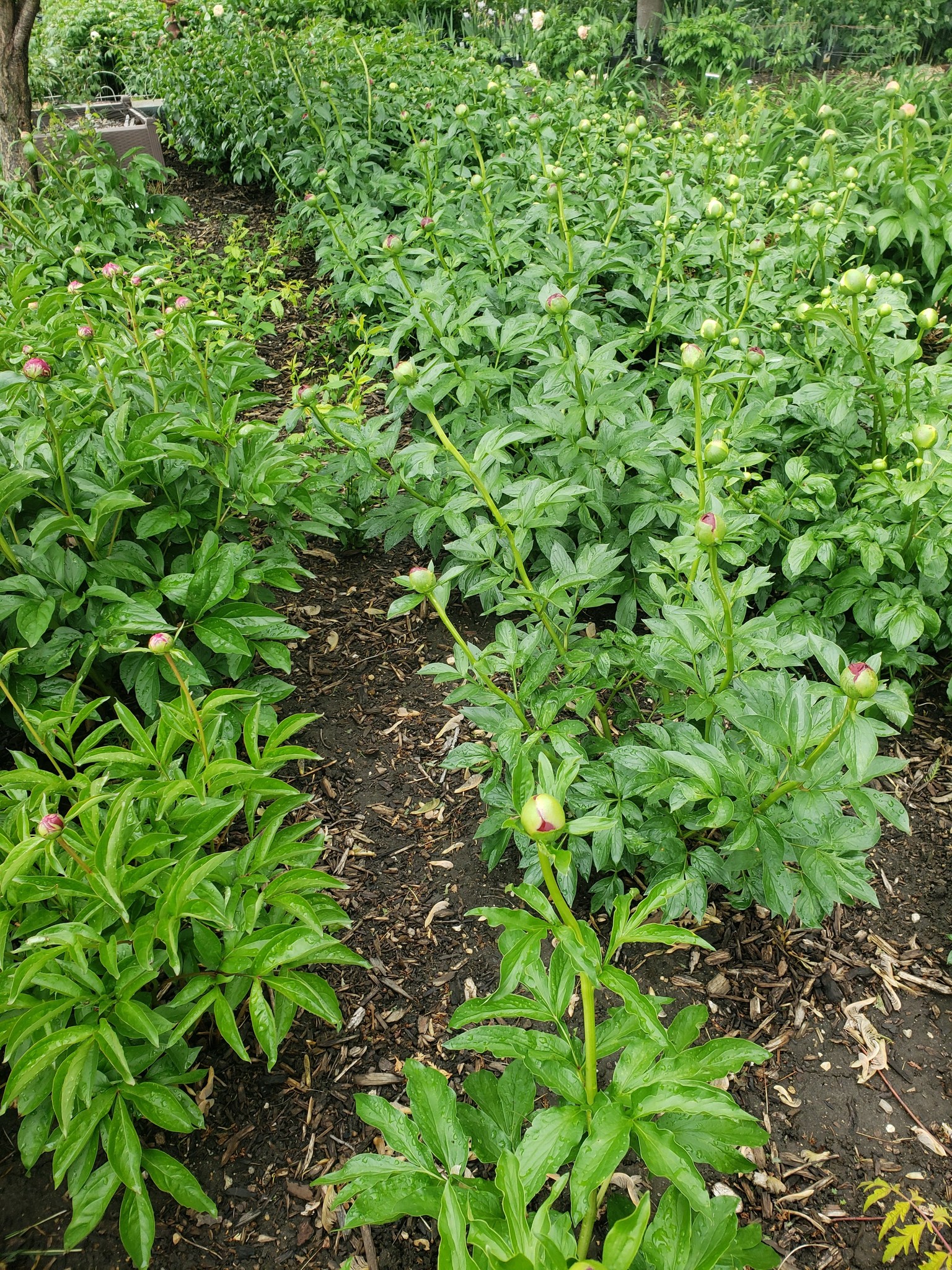 Grimm's Peony Farm and Gardens | Lamont IA
